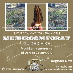 5.11.24 Morel Mushroom Foray