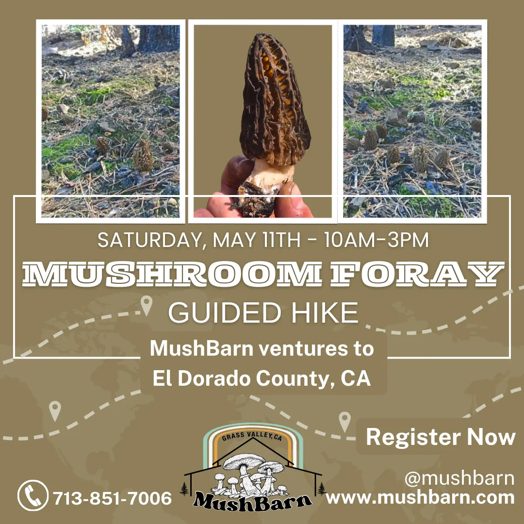 5.11.24 Morel Mushroom Foray