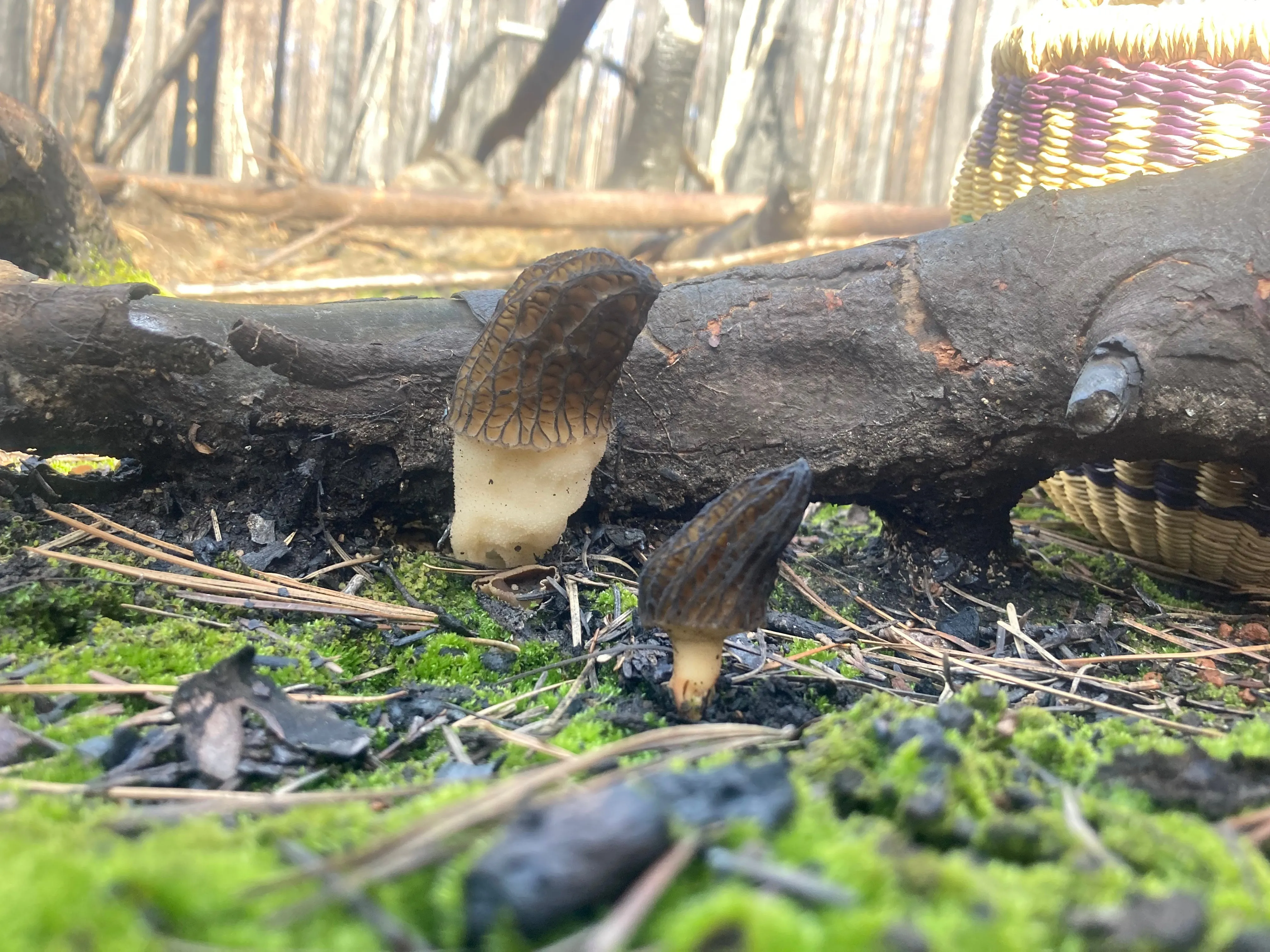 5.11.24 Morel Mushroom Foray